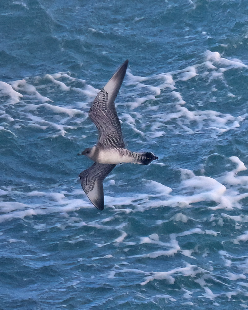 Long-tailed skua